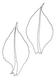 Tayloria callophylla, leaves. Drawn from J.E. Beever 23-23, CHR 104712.
 Image: R.C. Wagstaff © Landcare Research 2015 